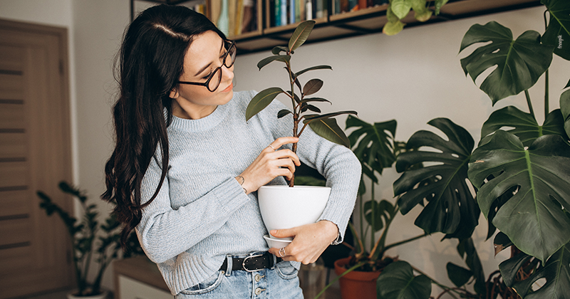 Ter plantas em casa traz benefícios para a saúde
